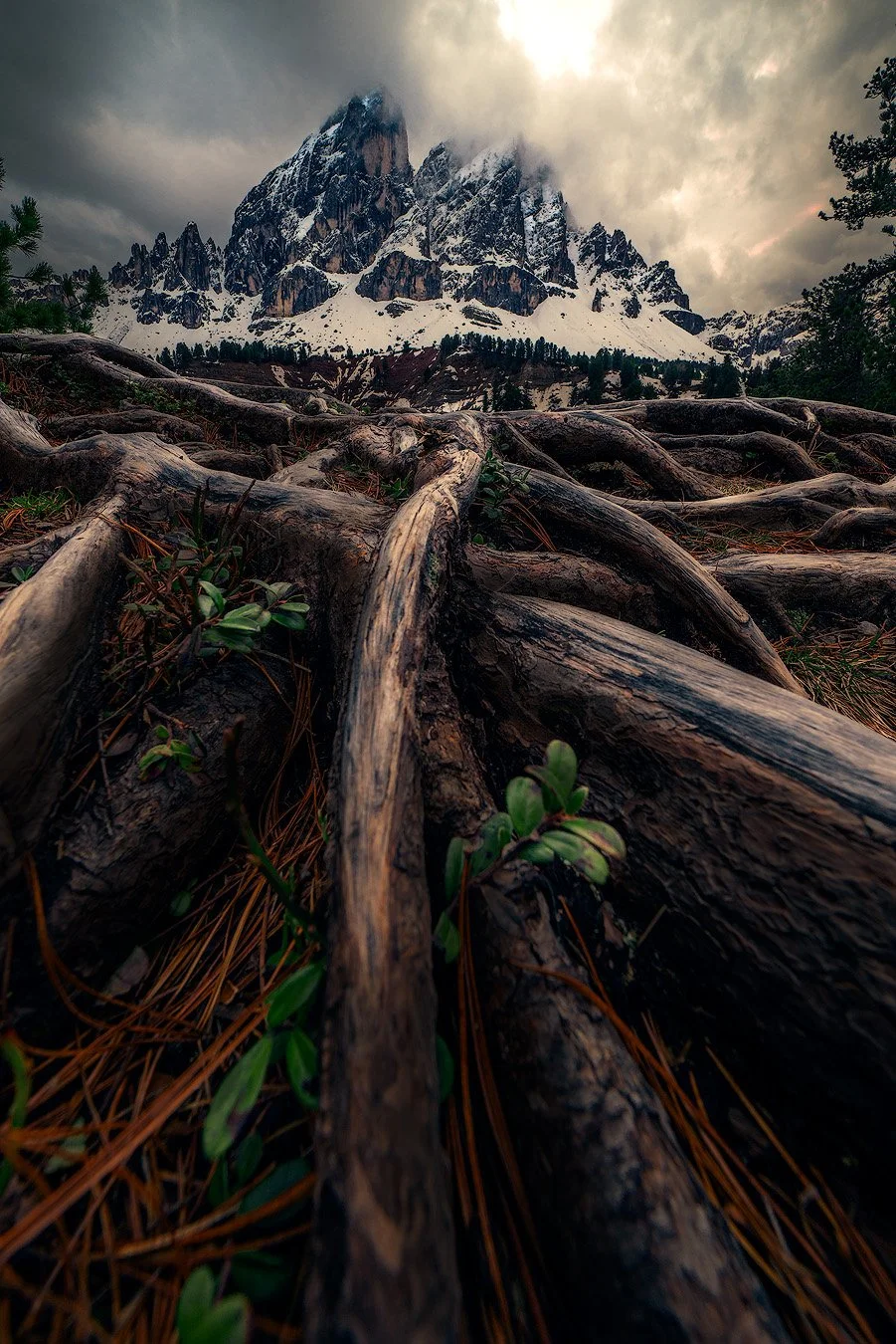 Blick auf eine Bergkette mit schneebedeckten Gipfeln, im Vordergrund liegen große verwitterte Baumwurzeln und grüne Pflanzen, umgeben von schon herabgefallenen Nadeln.