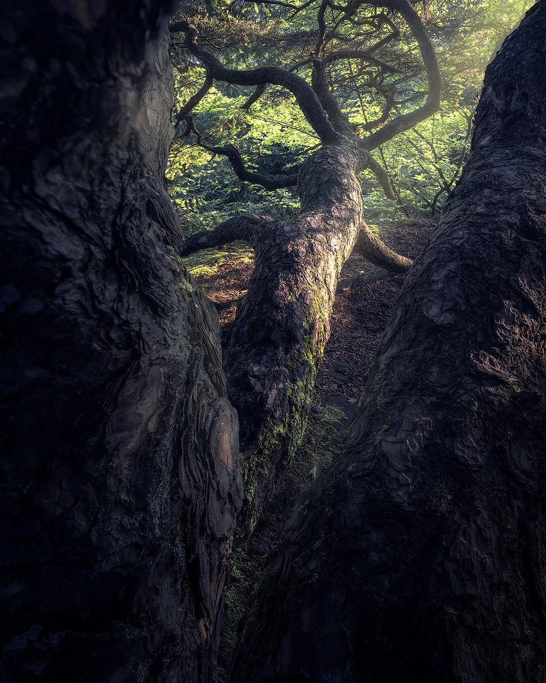 Aufnahme eines Baumstamms, der sich nach oben windet, mit grünen Blättern im Hintergrund, typische Waldszene