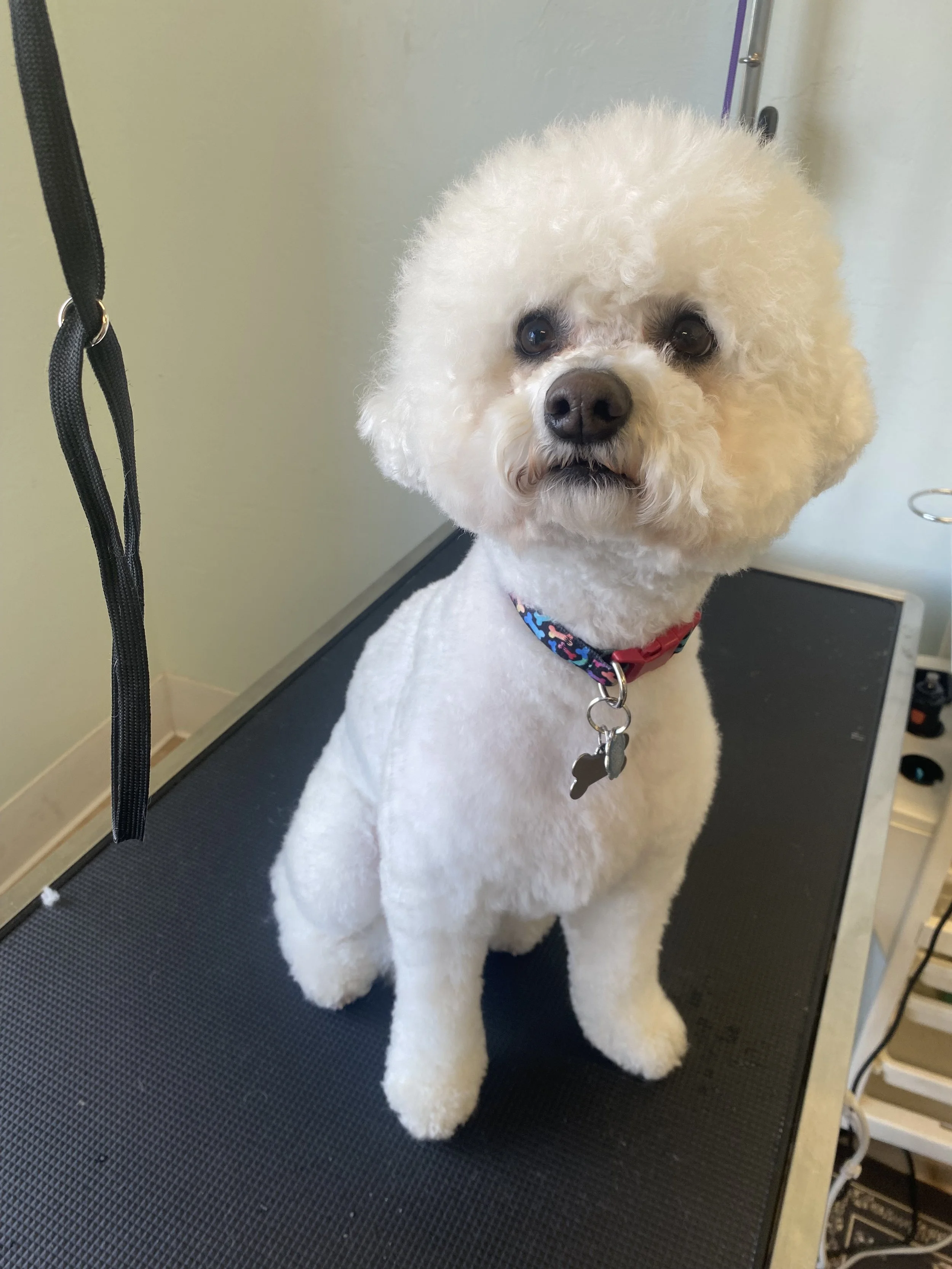 IMG_2224.jpeg