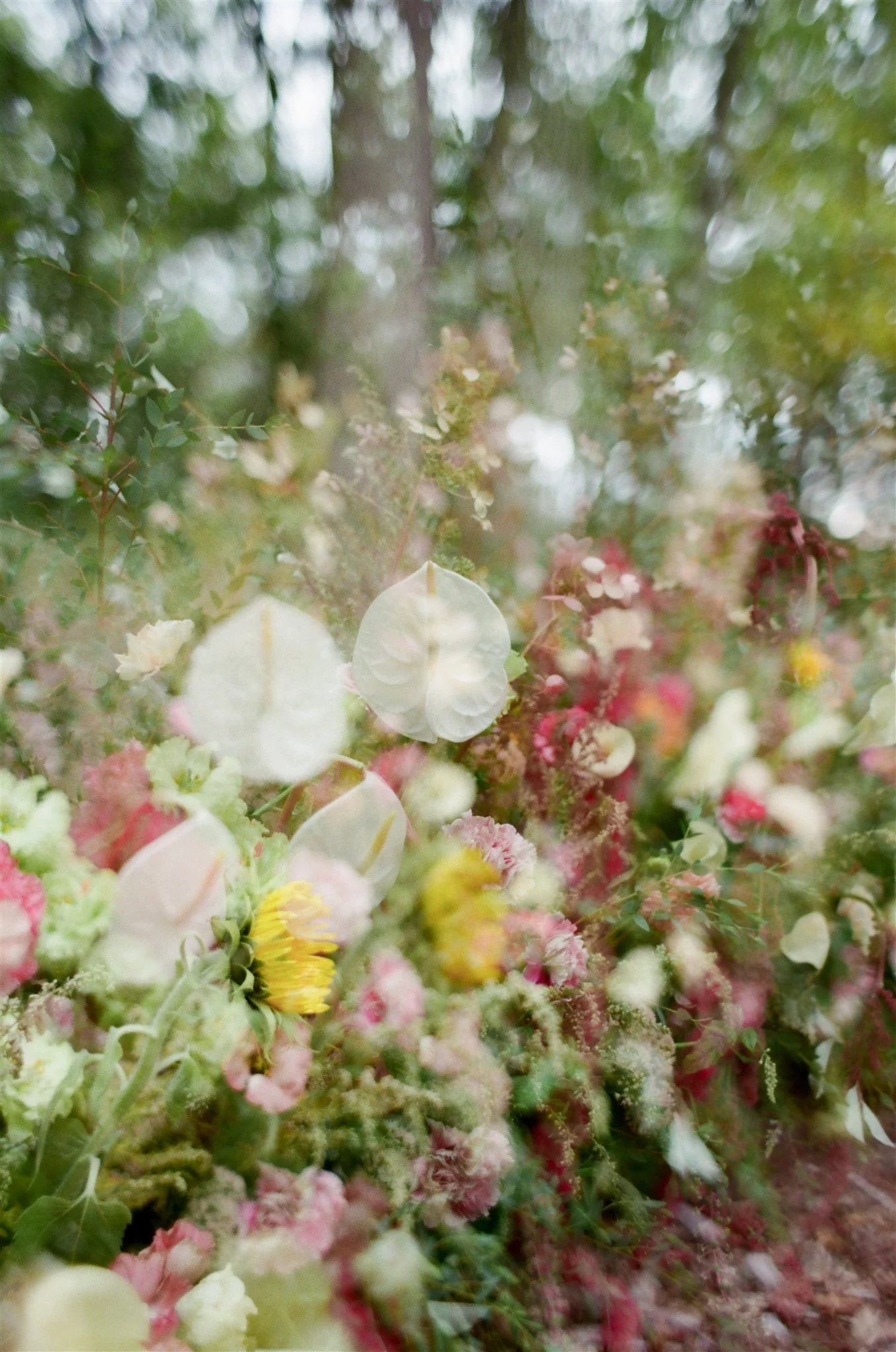 Close-up of various colorful flowers, including pink, yellow, and white, with green foliage in the background.