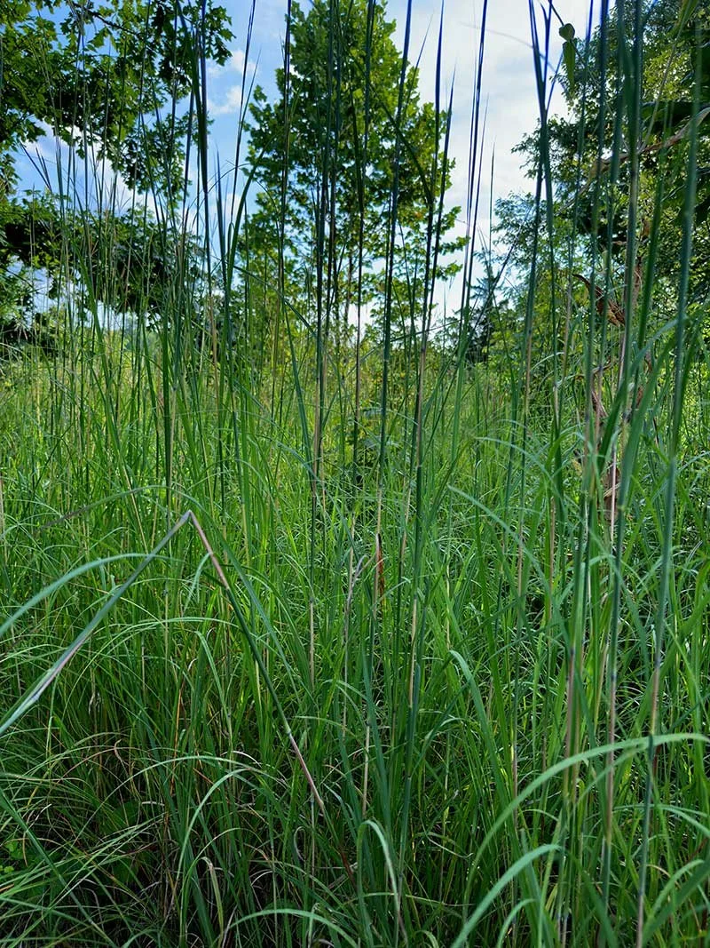 Prairie-grass-up-close-w--trees.jpg