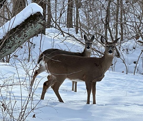 Making It Through Winter