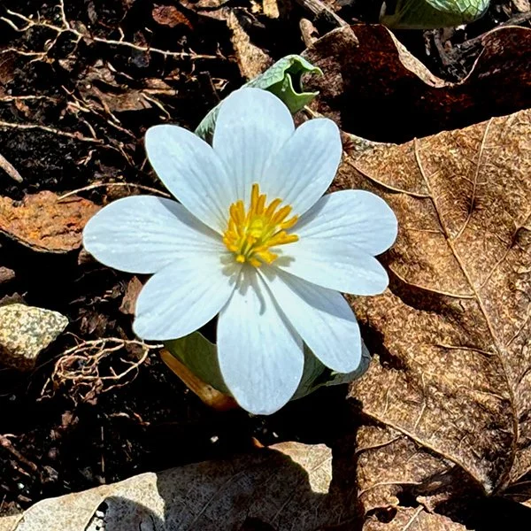 What’s Coming Up in the Woods