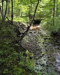 Restoring the Health of the Forest
