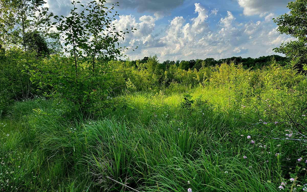 Reversing a Cycle of Ecological Degradation 