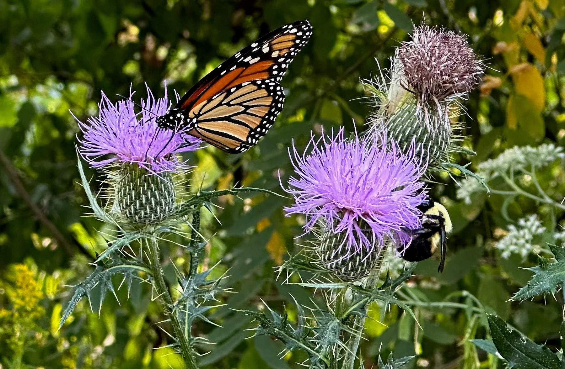 The Mysterious, Magical Monarch Butterfly
