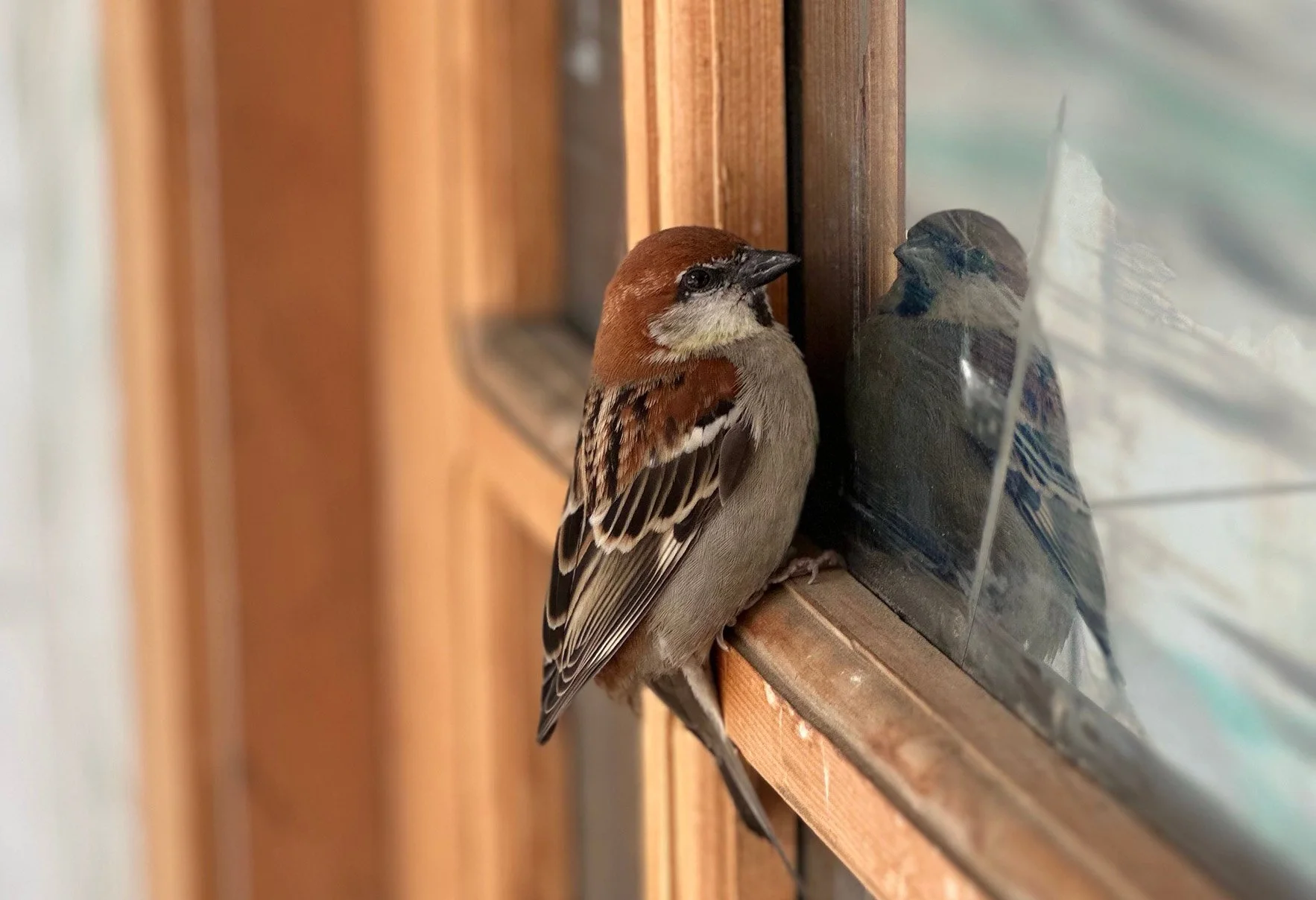 Urban Areas Risky for Migrating Birds