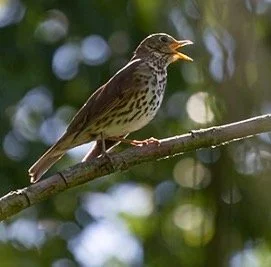 Migratory Birds: Nature’s Super Athletes