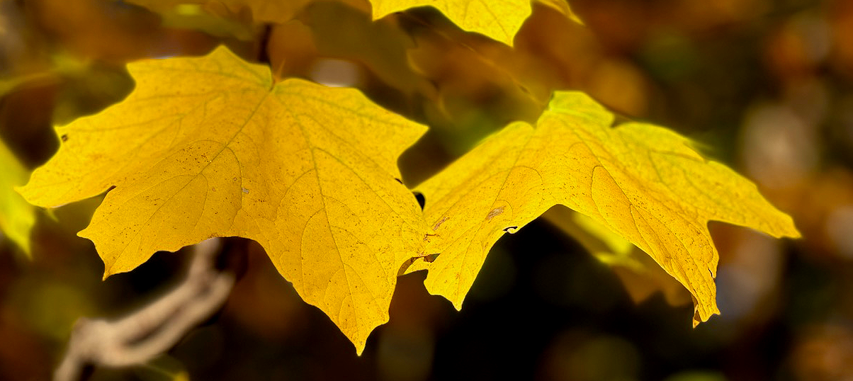 Fall Colors: The Big Reveal Ahead
