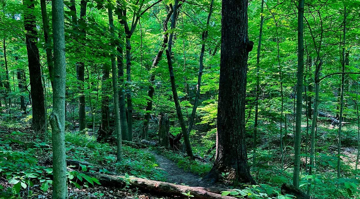 Taking on the Bullies in the Forest