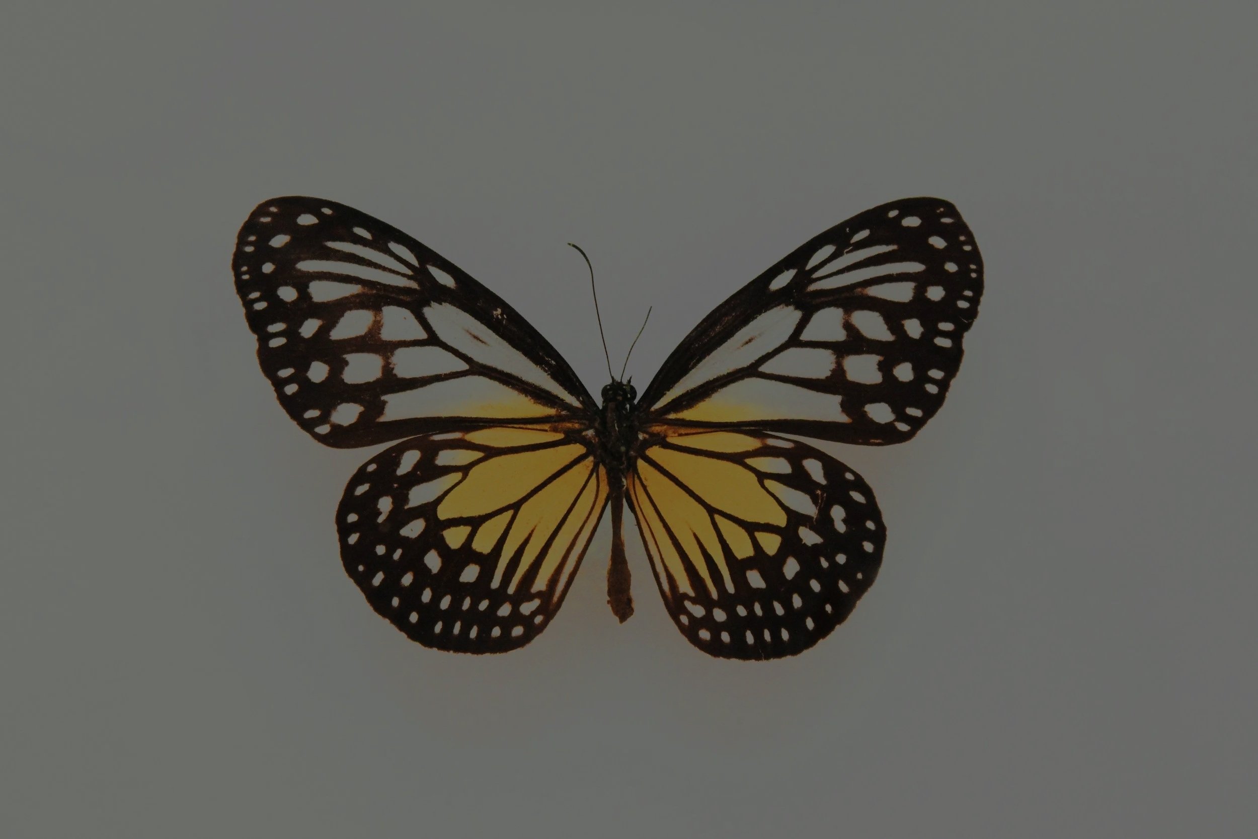 A butterfly with black and yellow patterned wings, centered against a plain, light gray background.