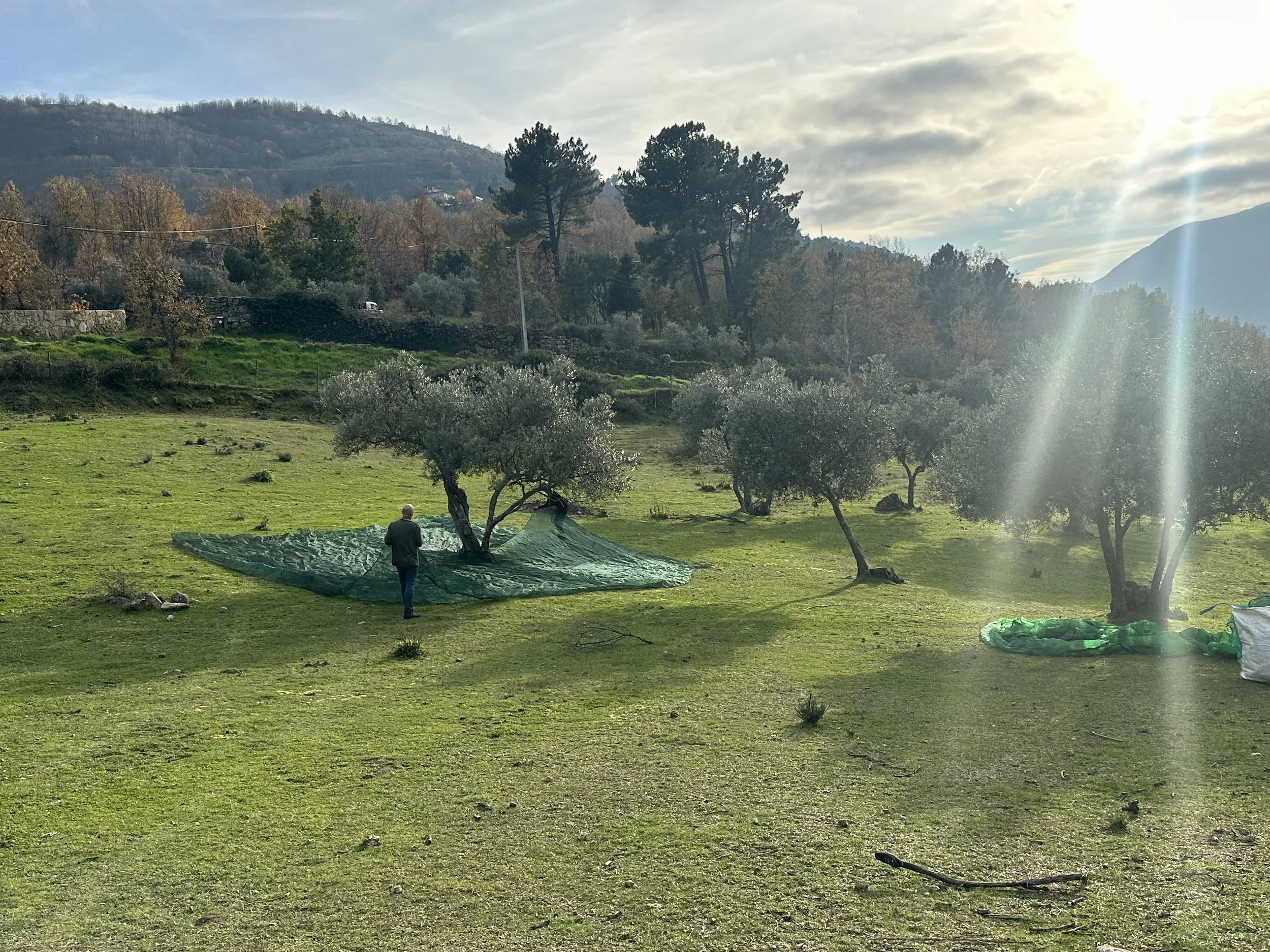 Nature, Olive tree fields, harvesting
