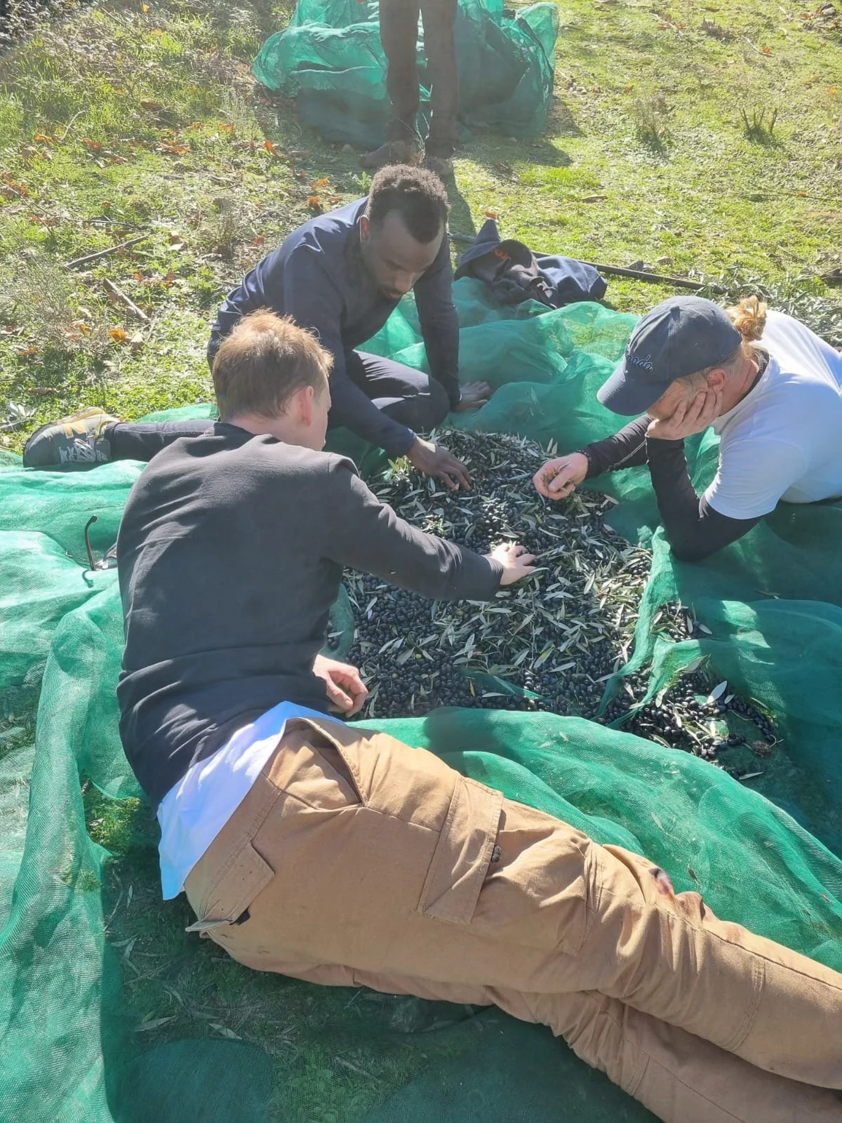 202411 - Harvesting the Olives 3.jpg