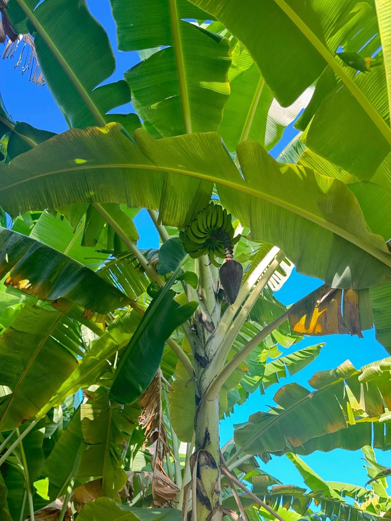 Santiago: Ecologische dagtour