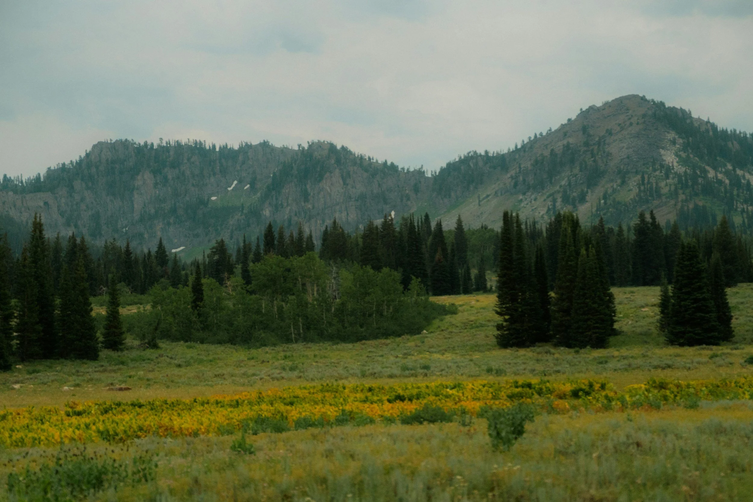 Adult Therapy and Individual Therapy Sessions banner