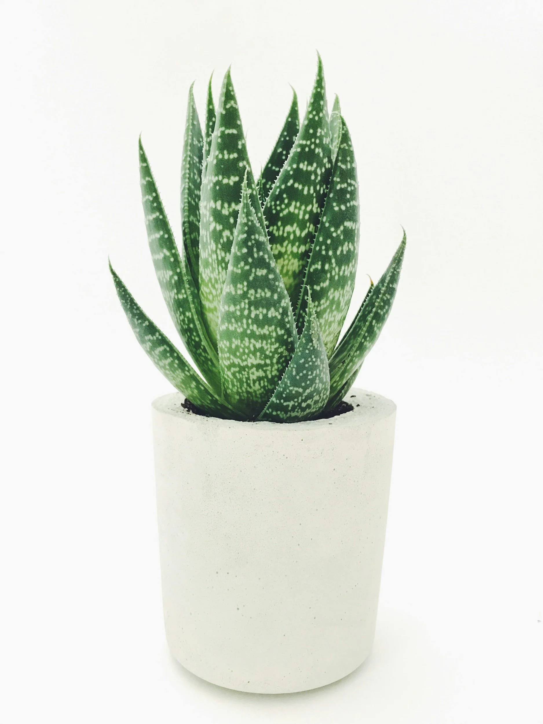 Green potted plant use as calming tools and stress relief for children and teens