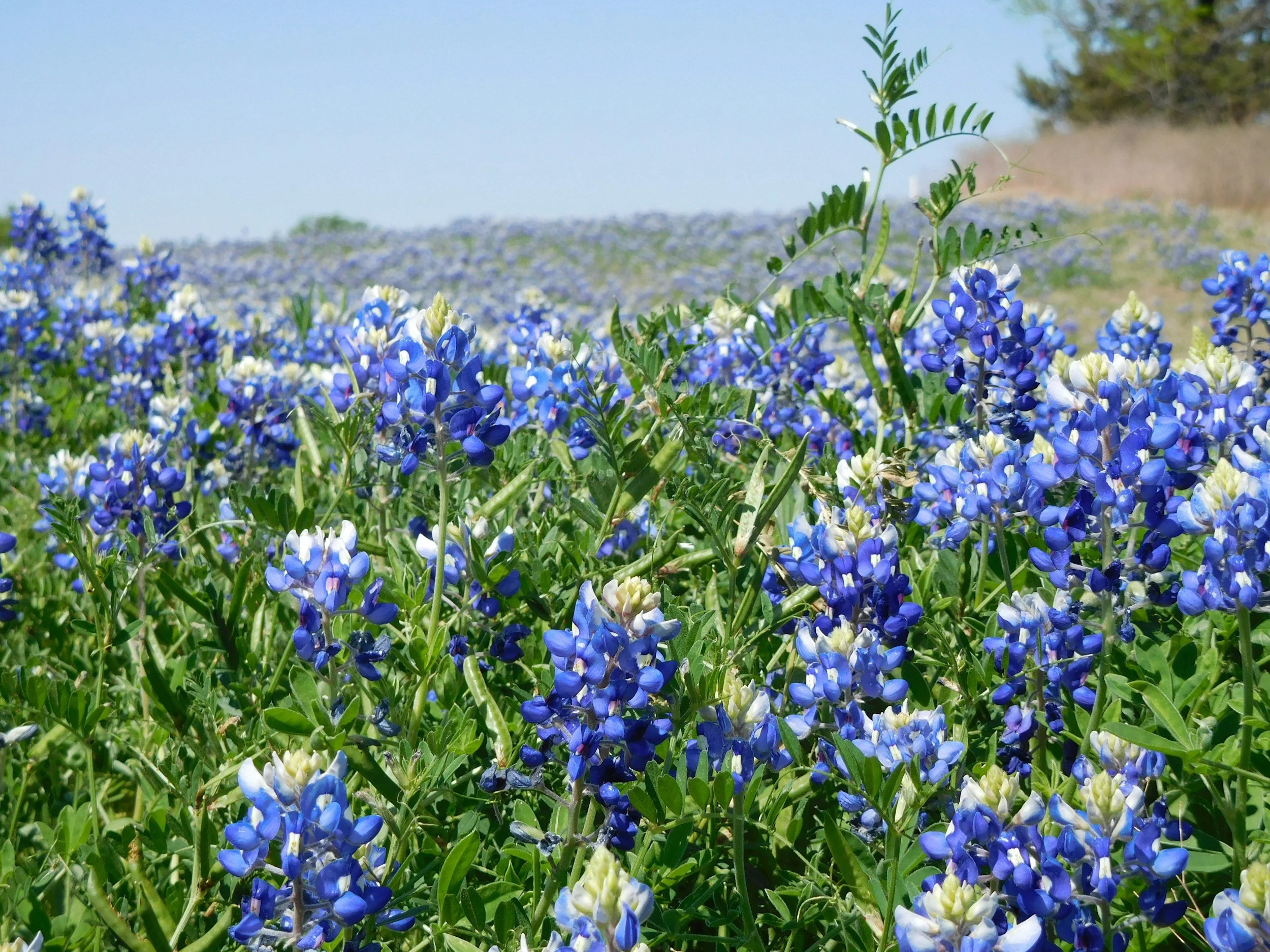 A field of bluebonnet flowers with blue and white petals and green leaves, under a clear sky.