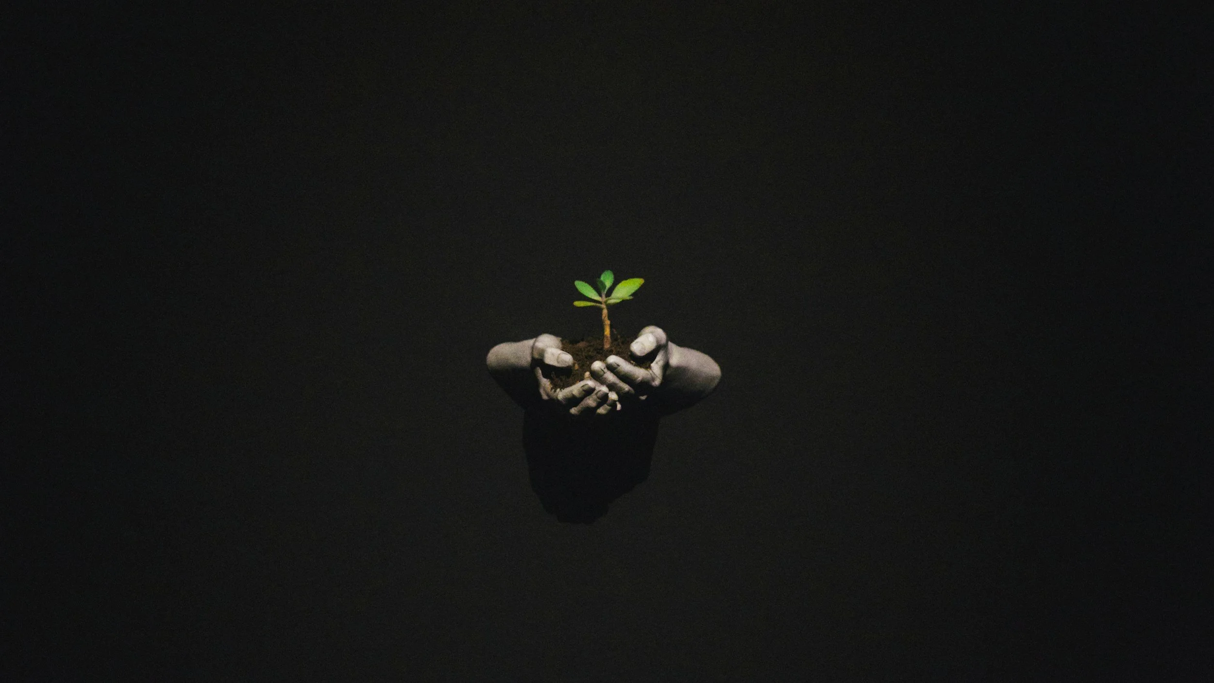 A pair of gray hands holding a small plant with green leaves against a black background.