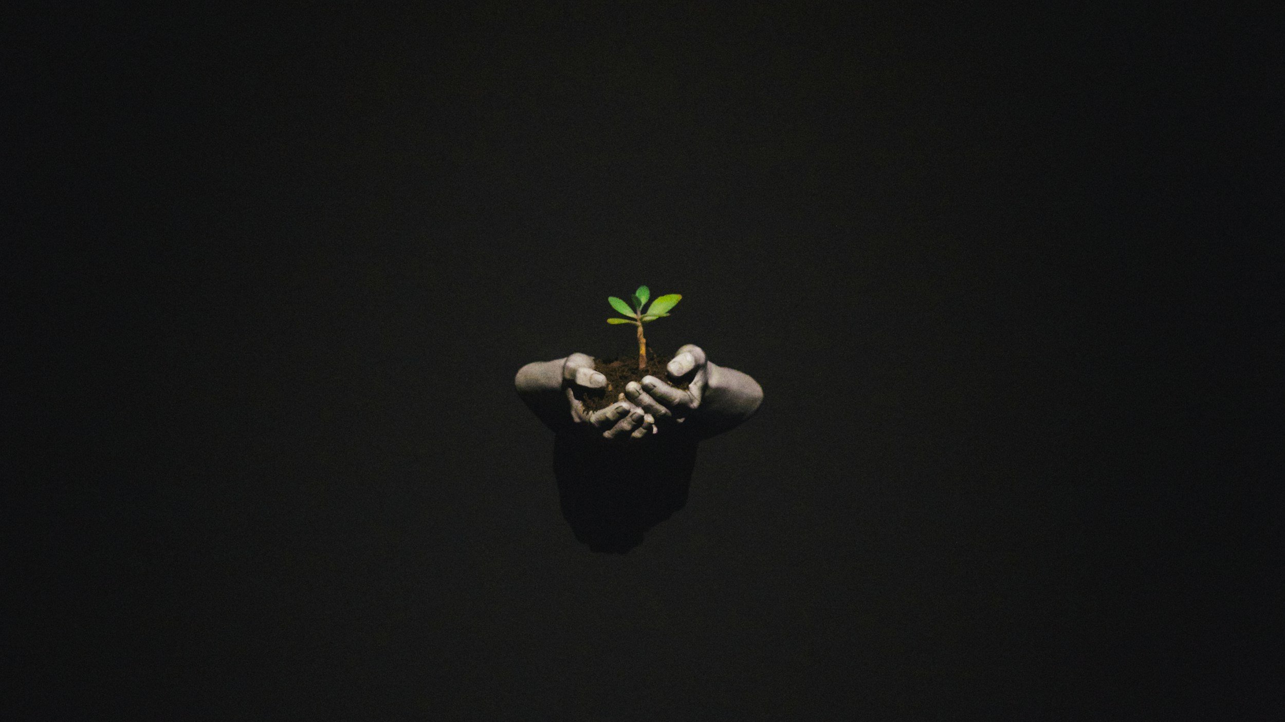 Hand holding soil with a small green plant growing.