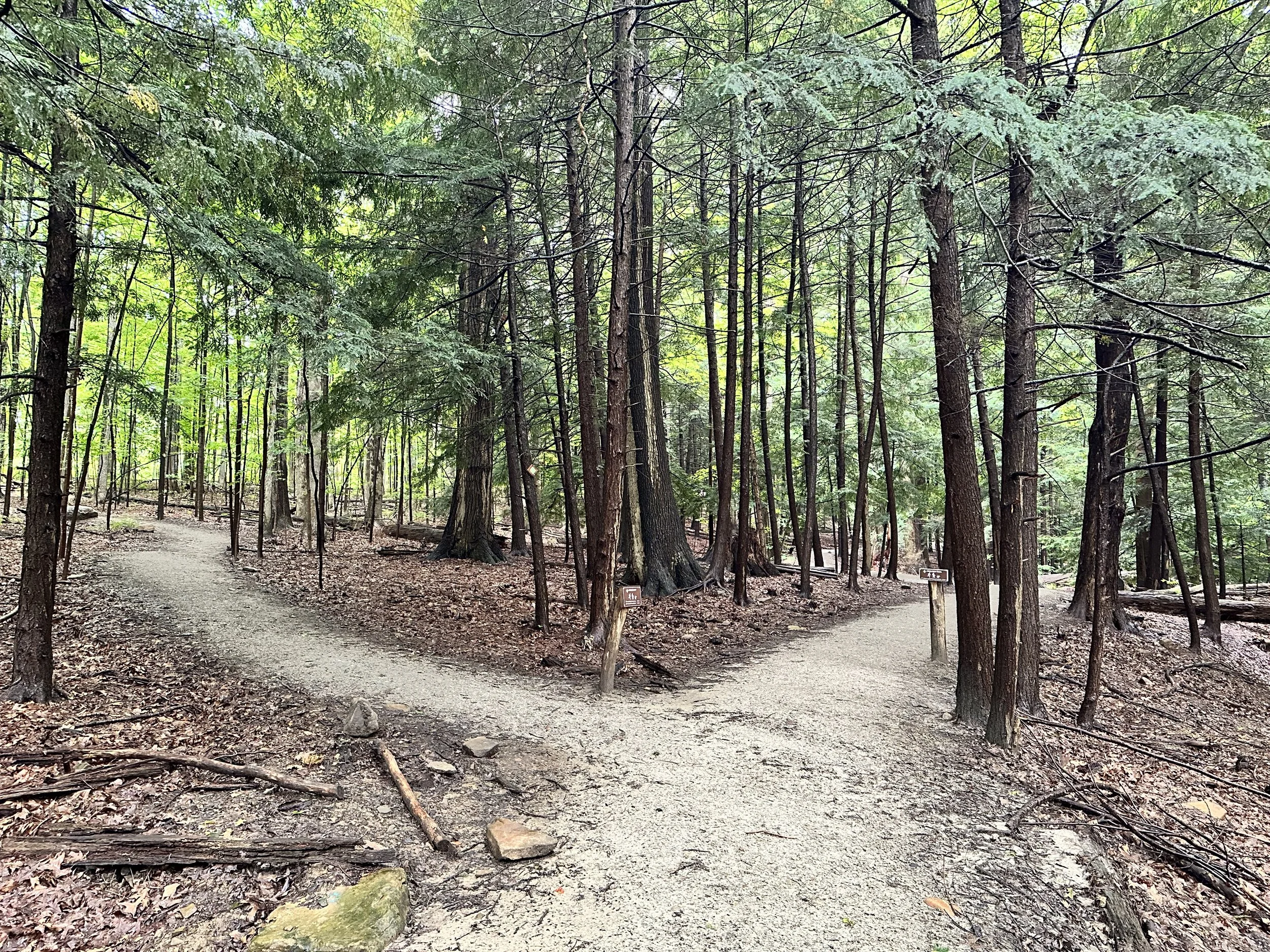 A fork in a dirt trail in a dense forest with tall trees and green leaves.