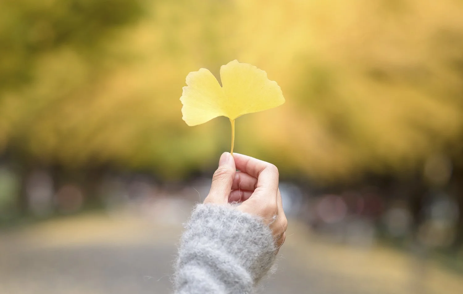 A ginkgo leaf held in a hand against a blurred natural background, representing resilience and the heart of Ginkgo Way.