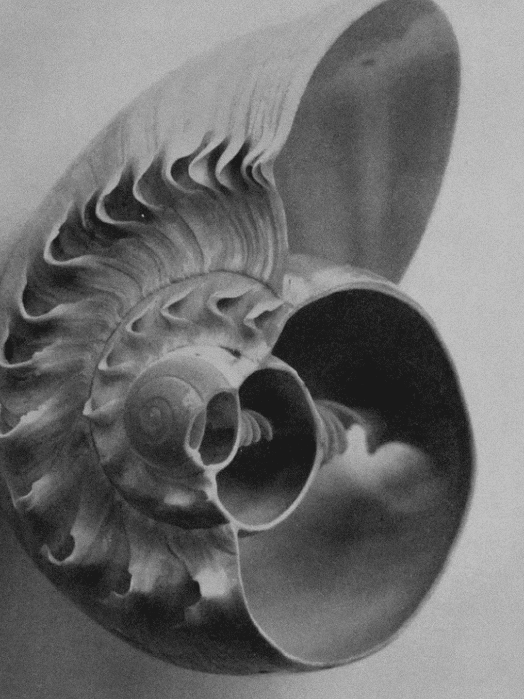 Marie Major Sea Shell.png