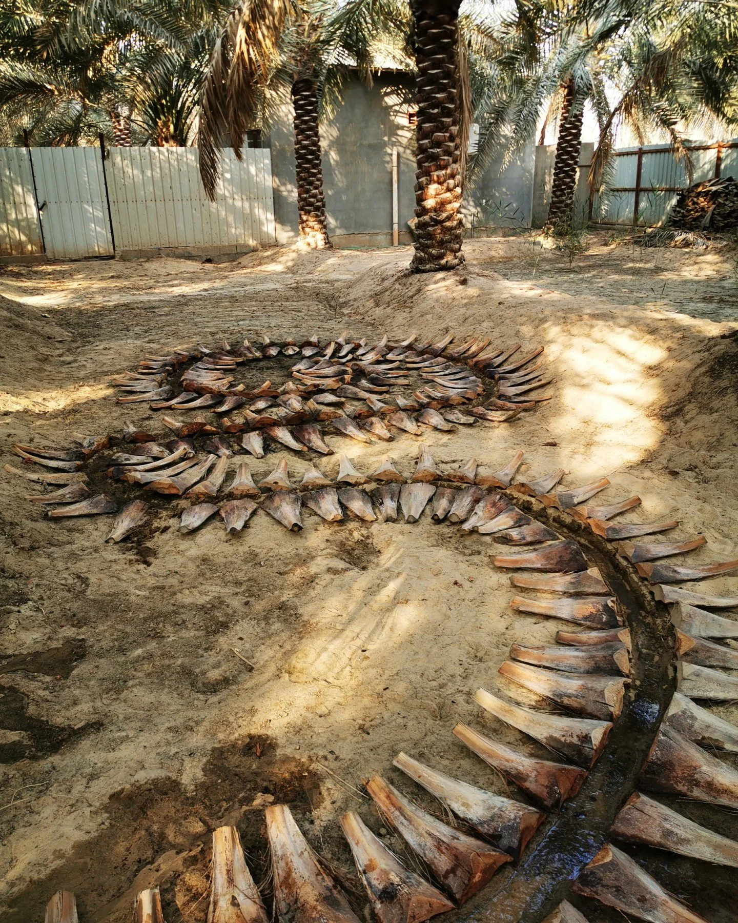 &ldquo;In recent decades, the palm&rsquo;s symbolic overuse as a signifier of &ldquo;Arab culture&rdquo; has contributed to its vulgarization, hollowing it of its original function as a source of sustenance and ecological balance. Palm trees are now 
