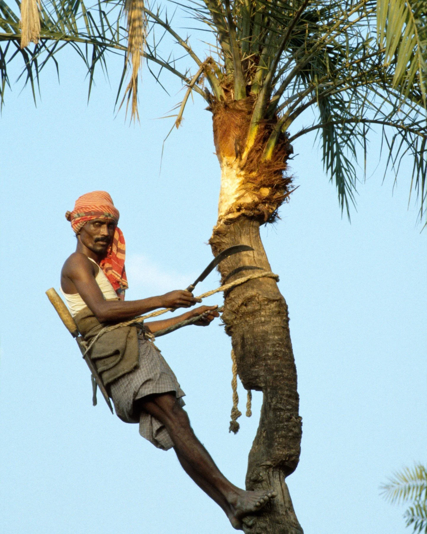 &ldquo;As with any material, the greatest fascination of palm &ndash; which is not a single substance, but a whole botanical complex &ndash; lies in the multifarious creative uses to which its derivatives have been put.&rdquo; Palm by Glenn Adamson

