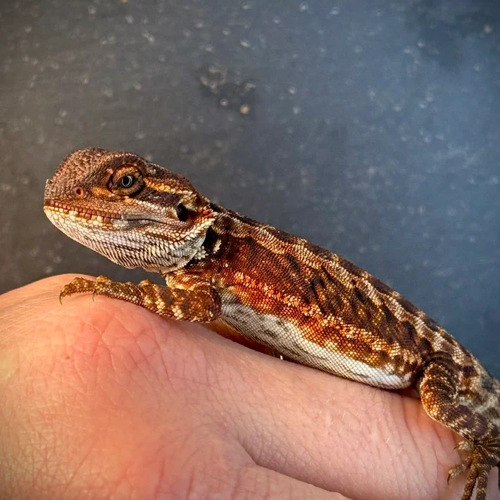 Male 75%Red Monster Leatherback Black Bloodlines