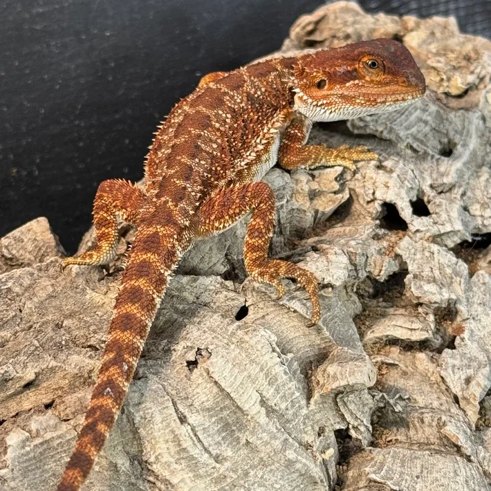 75% Red Monster Female Black Bloodlines