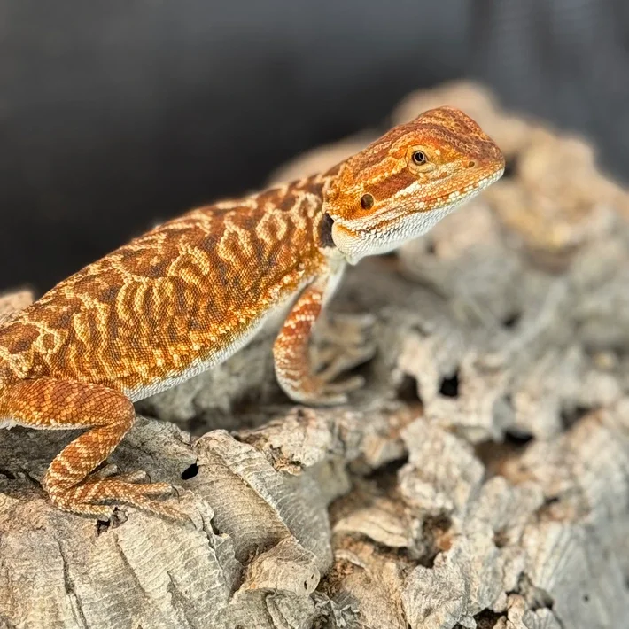 Male 50% Red Monster Leatherback