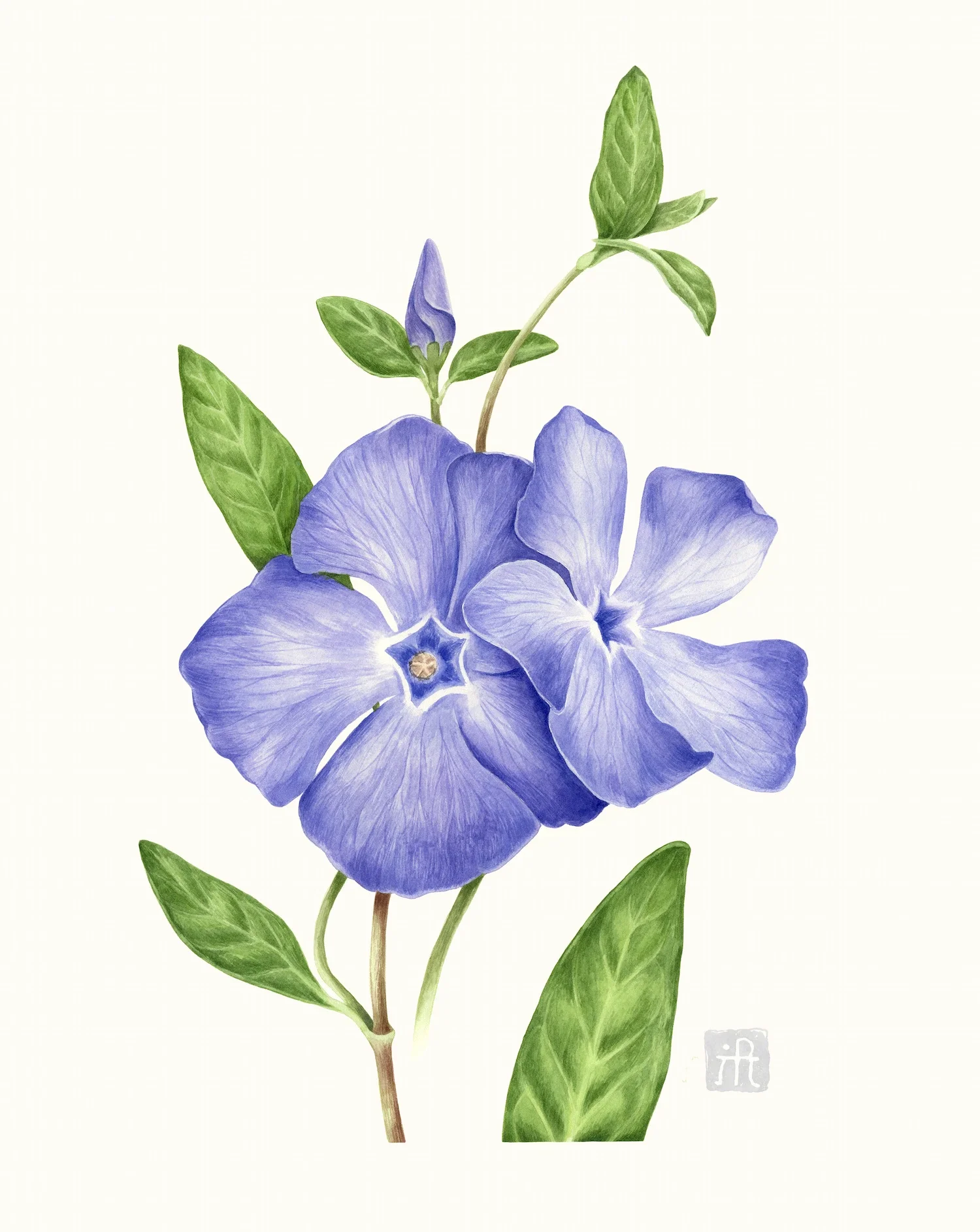 Vinca minor