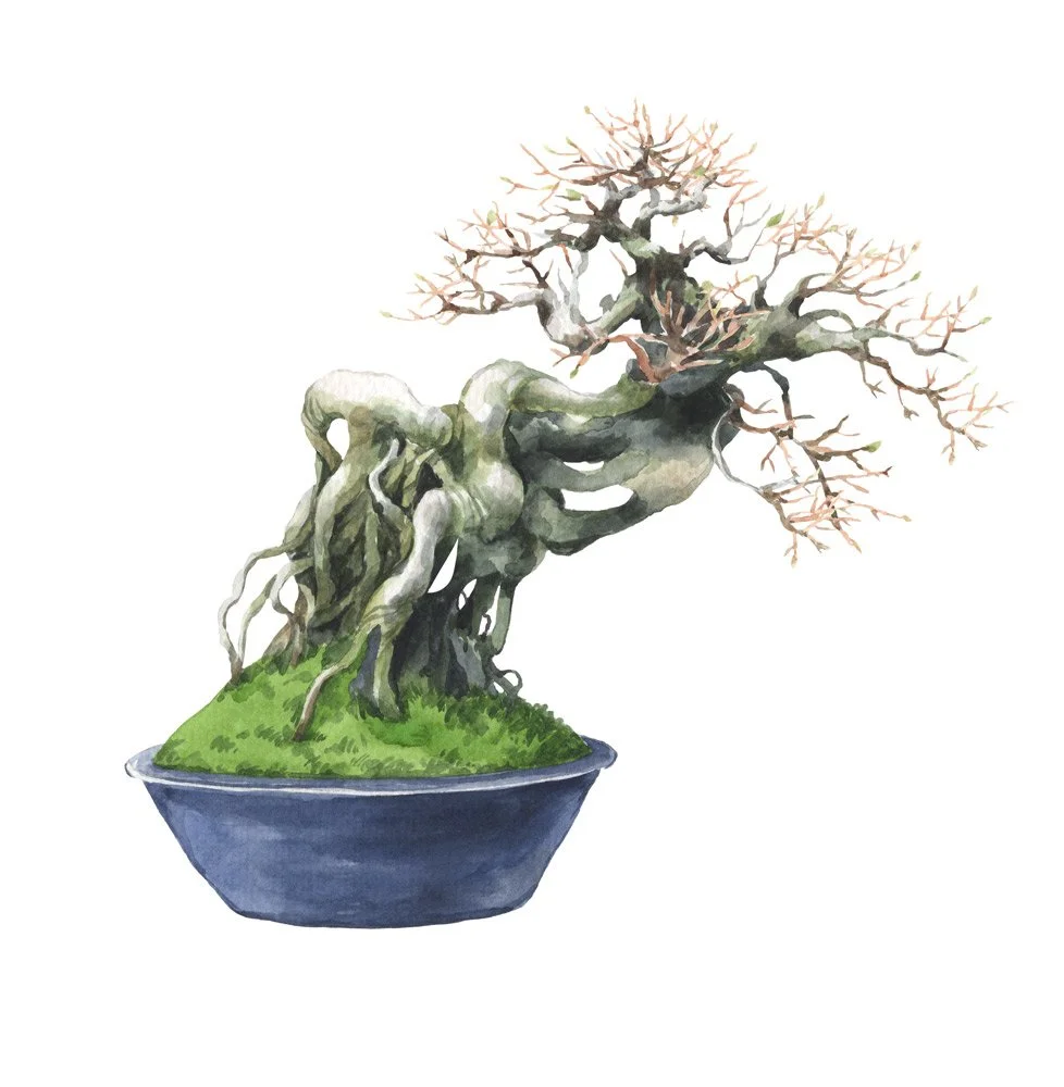 bonsai-3.jpg