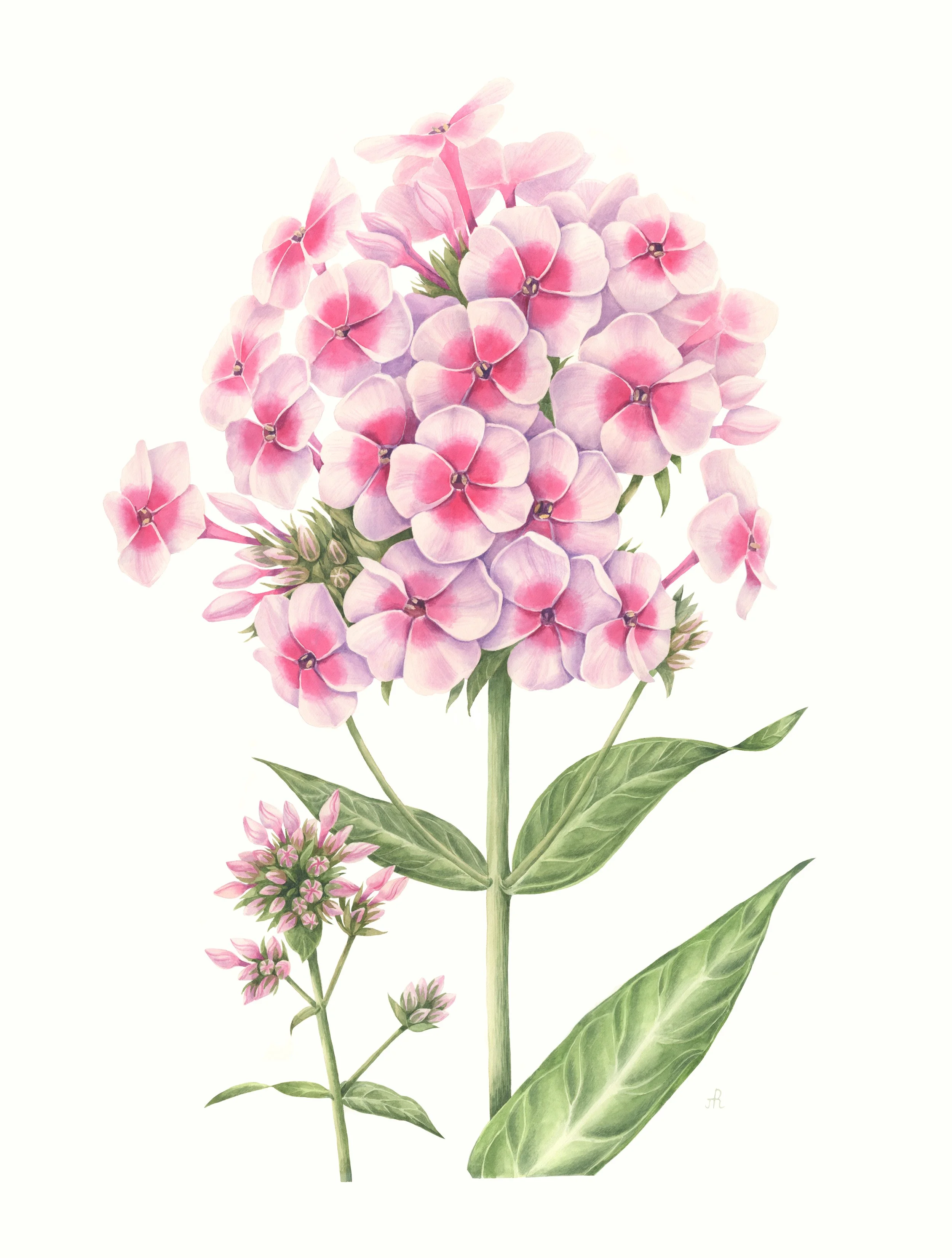 Phlox, 65х50 cm.  Watercolor.  2023.