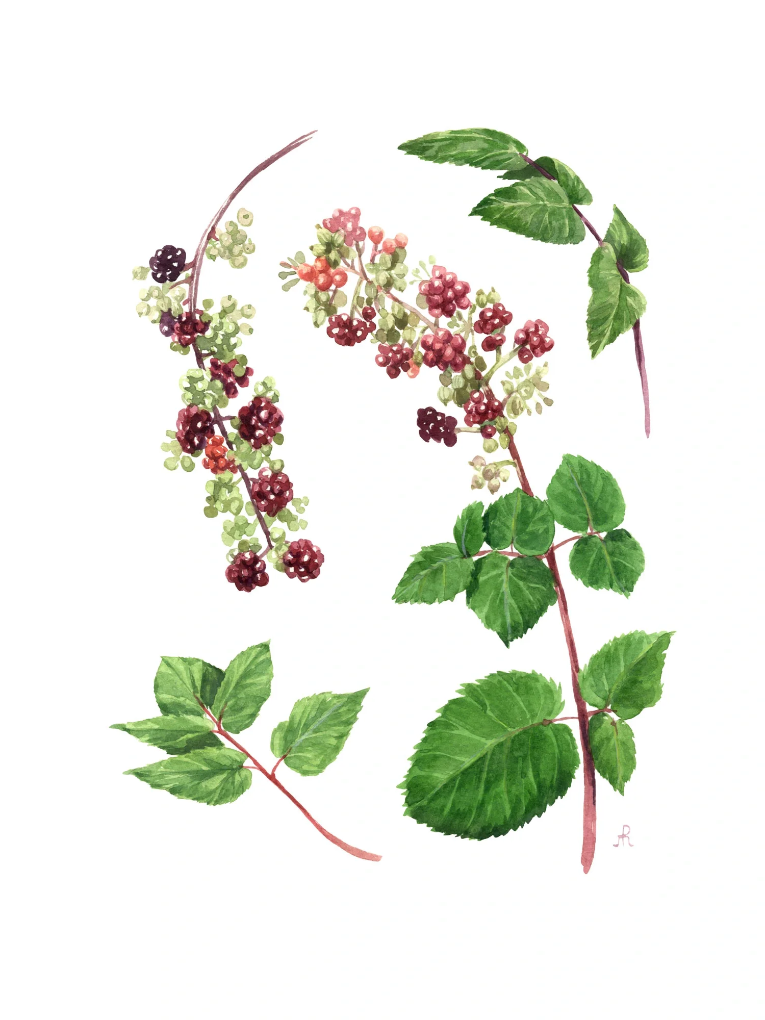 Spikenard