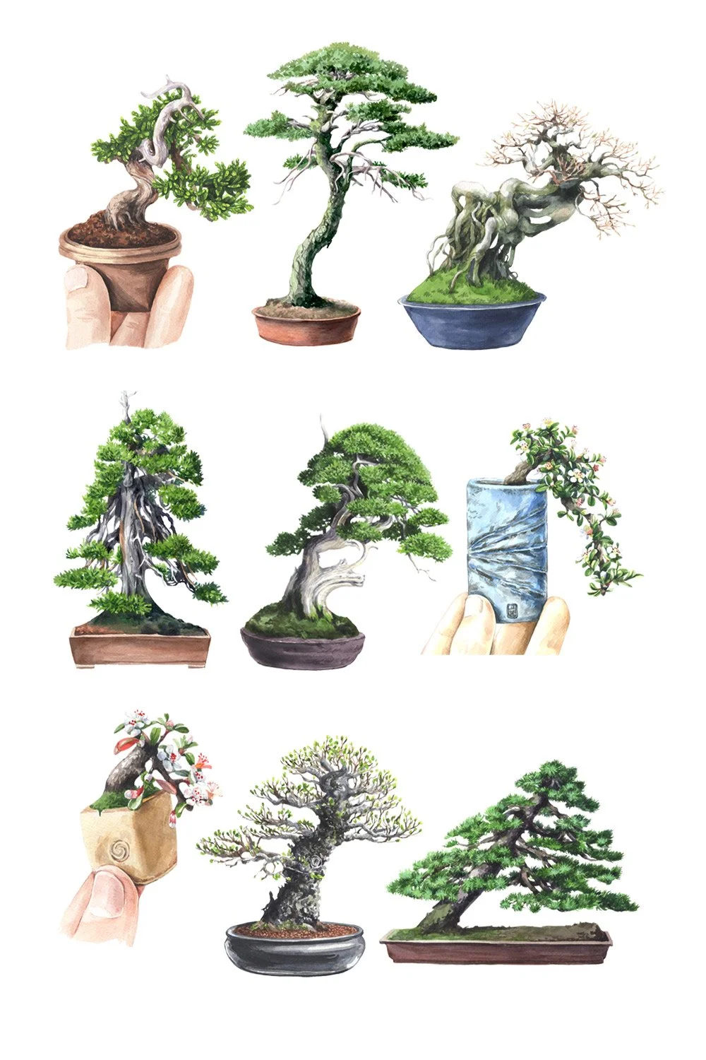 bonsai.jpg