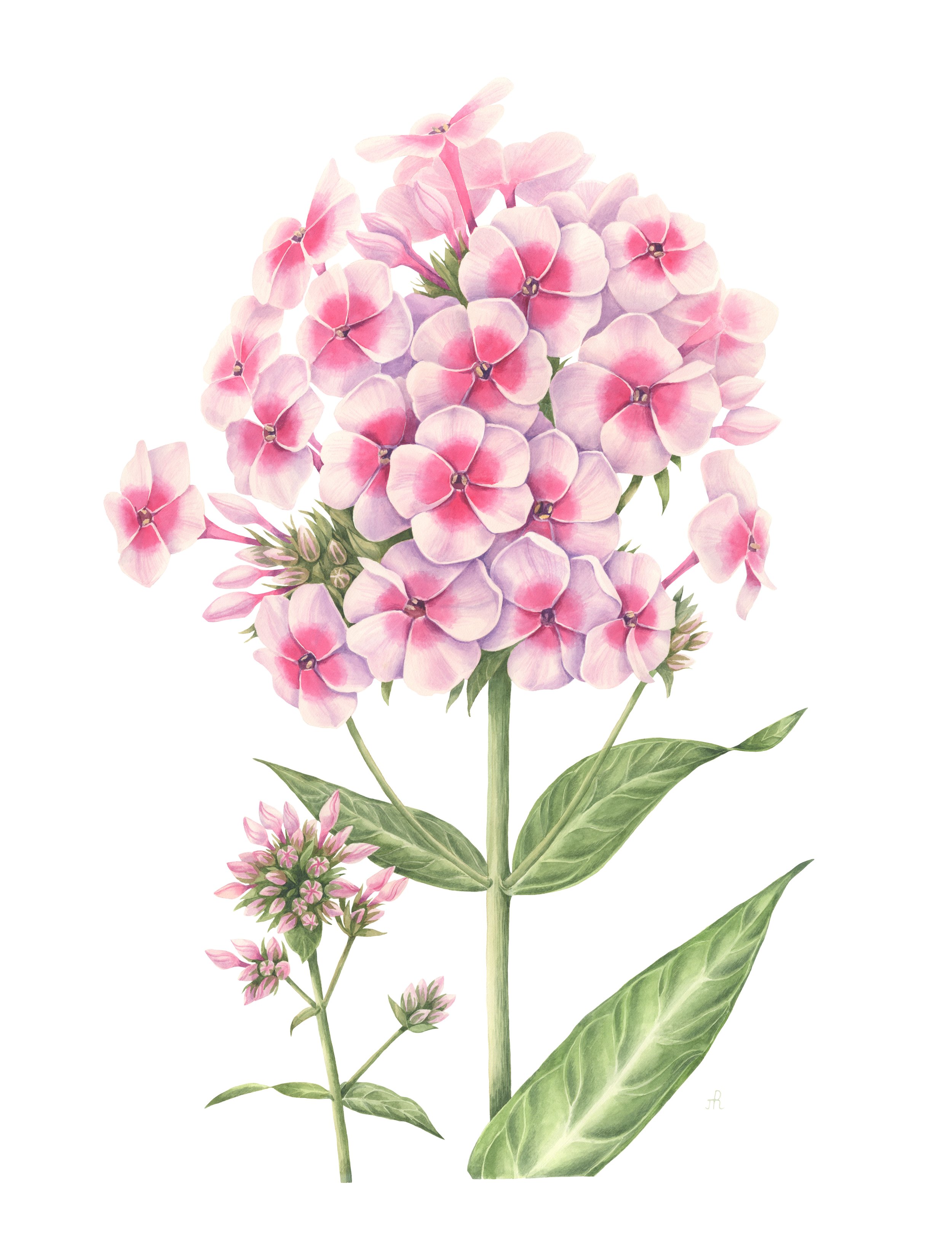 Phlox,65х50_23-.jpg