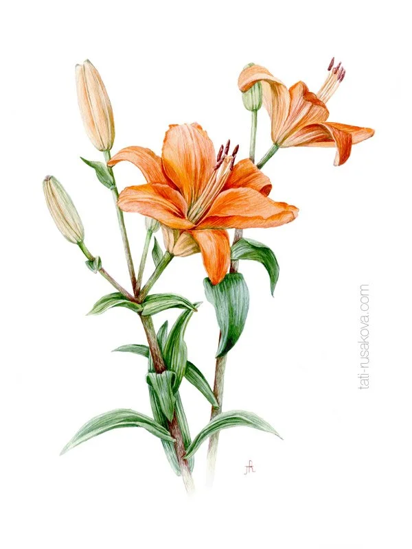 Postcard Orange Lily