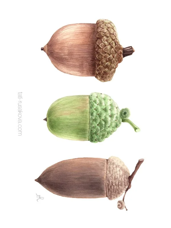 Postcard Acorns
