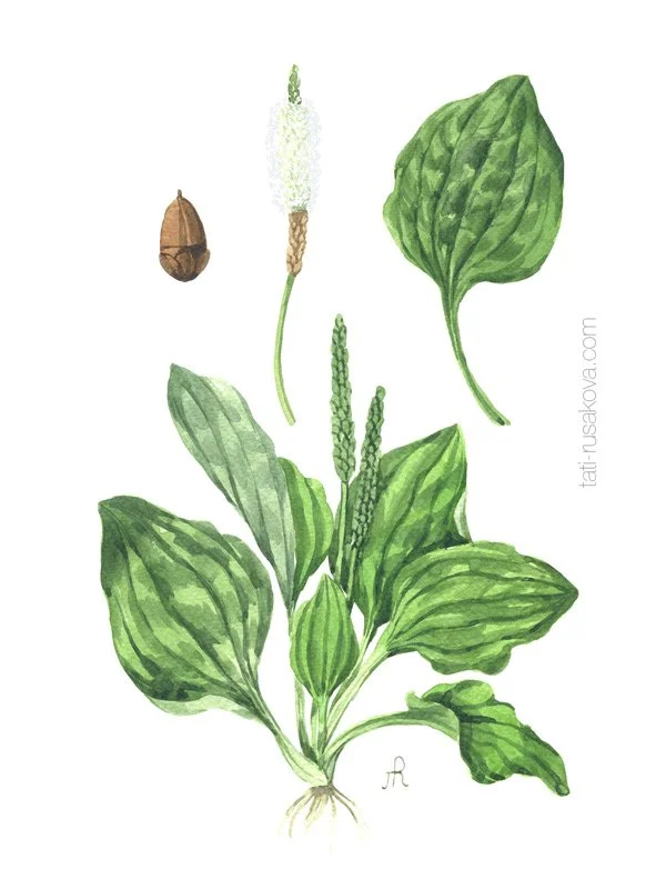 Postcard Plantain