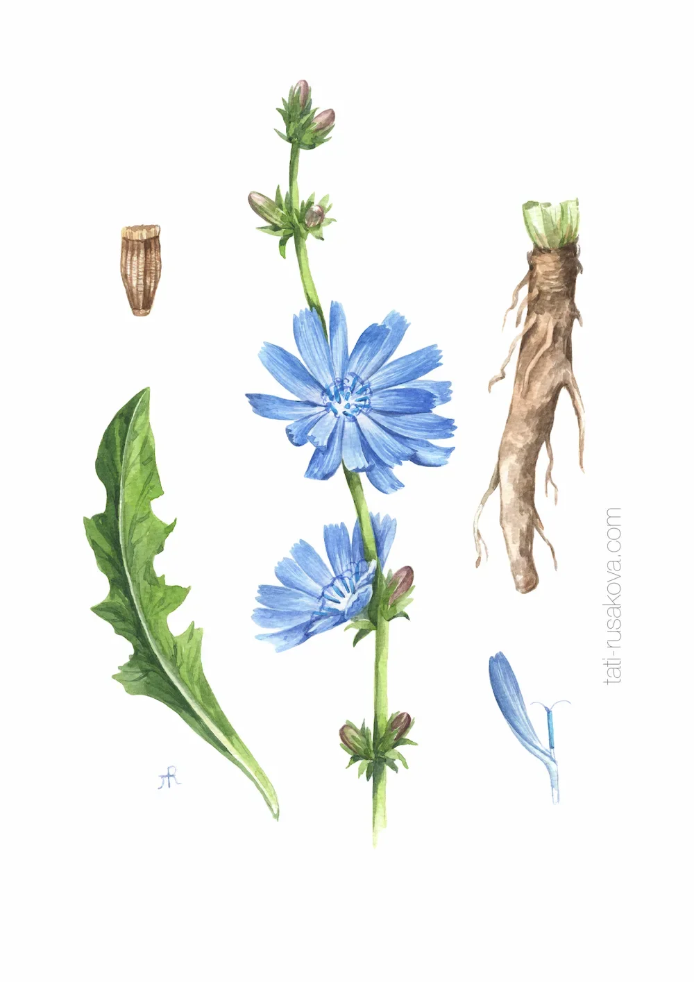 Postcard Chicory