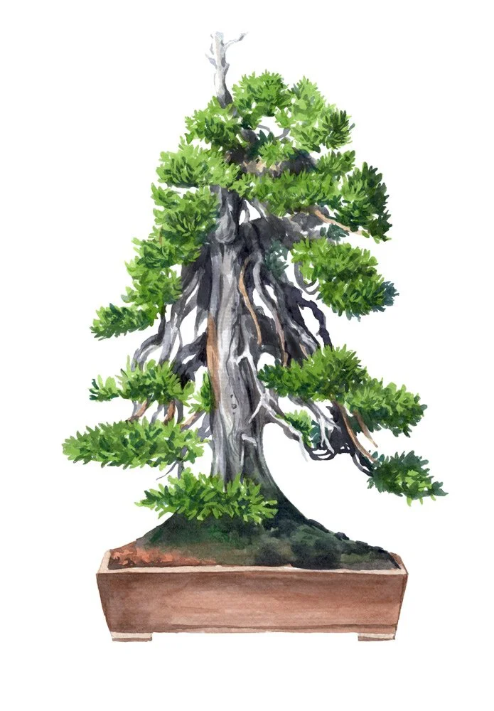 bonsai-5.jpg
