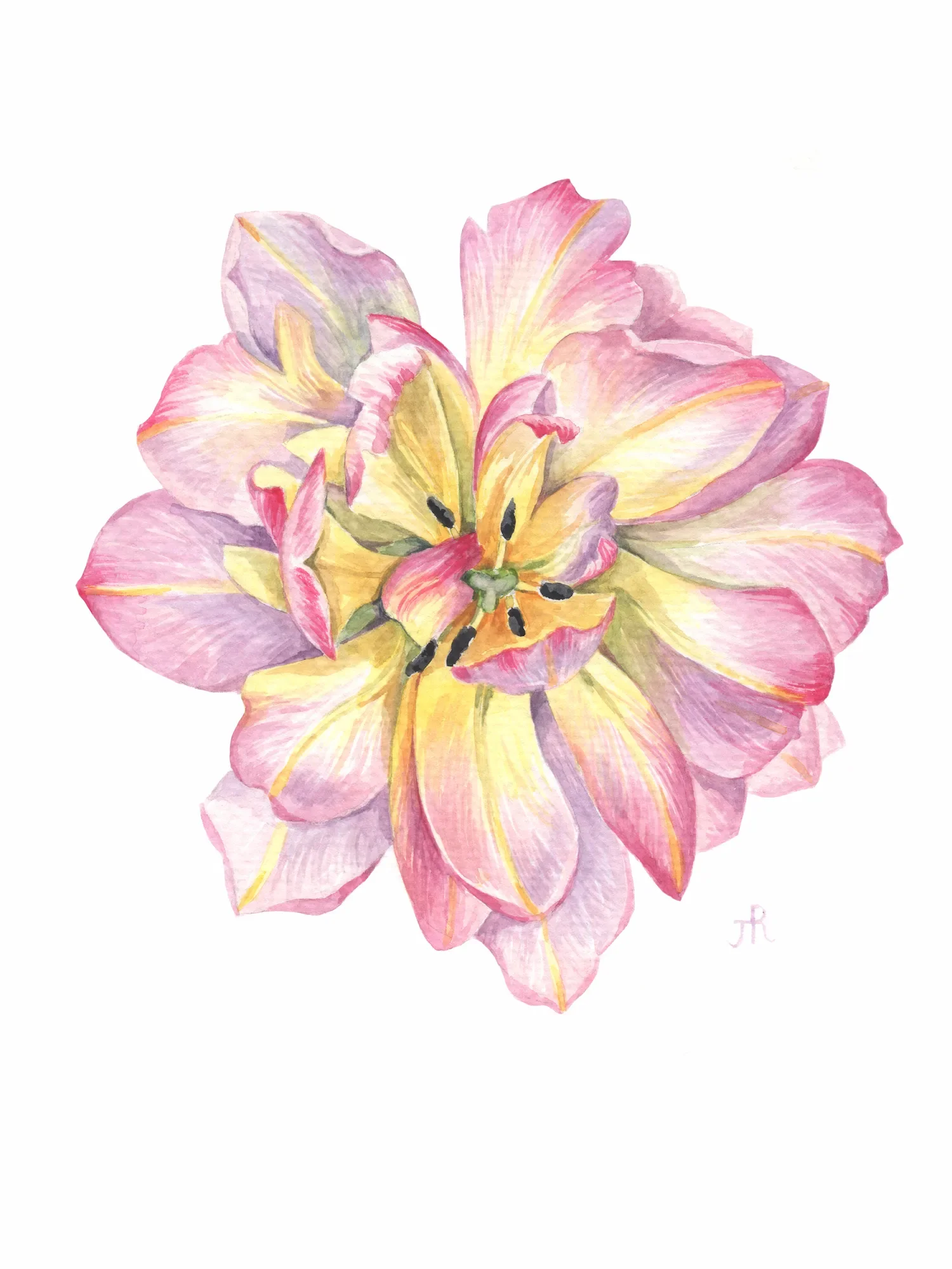 Tulip illustration