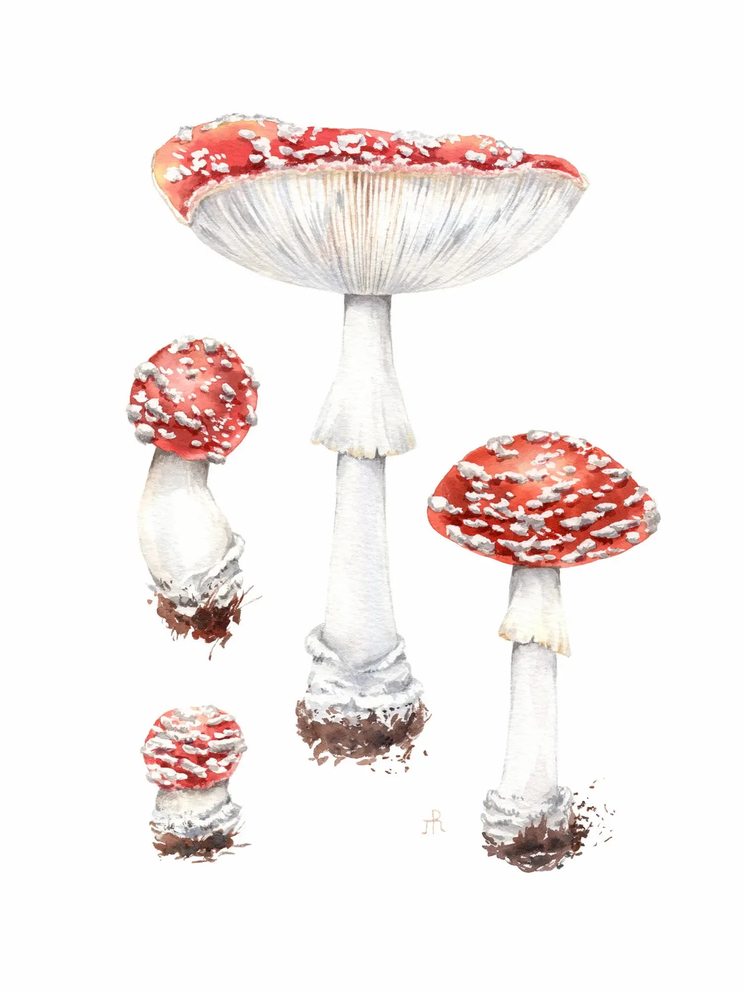 Amanita muscaria