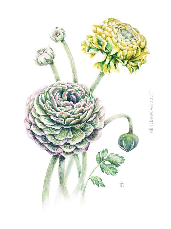 Postcard Ranunculus