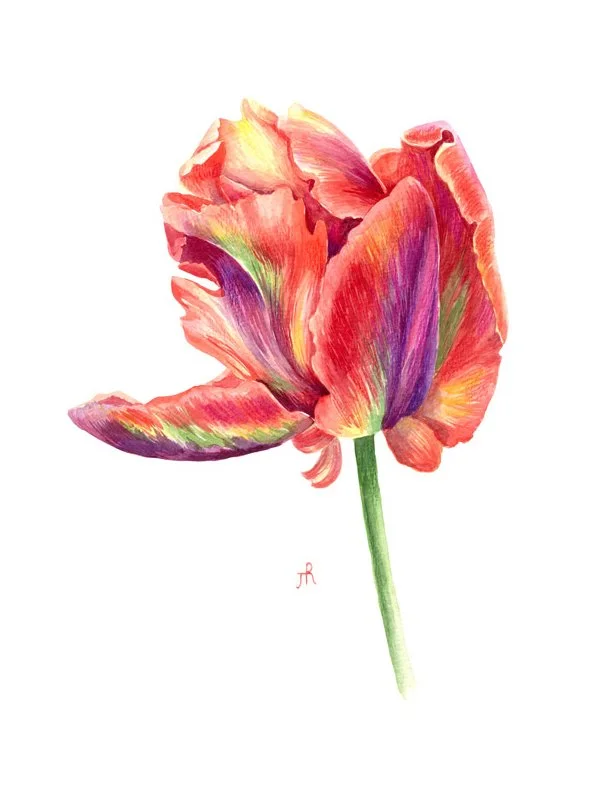 Parrot tulip. Botanical Illustration