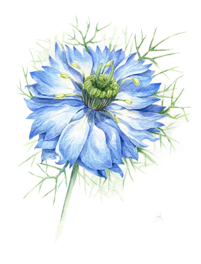 Nigella,-21x30_19.jpg