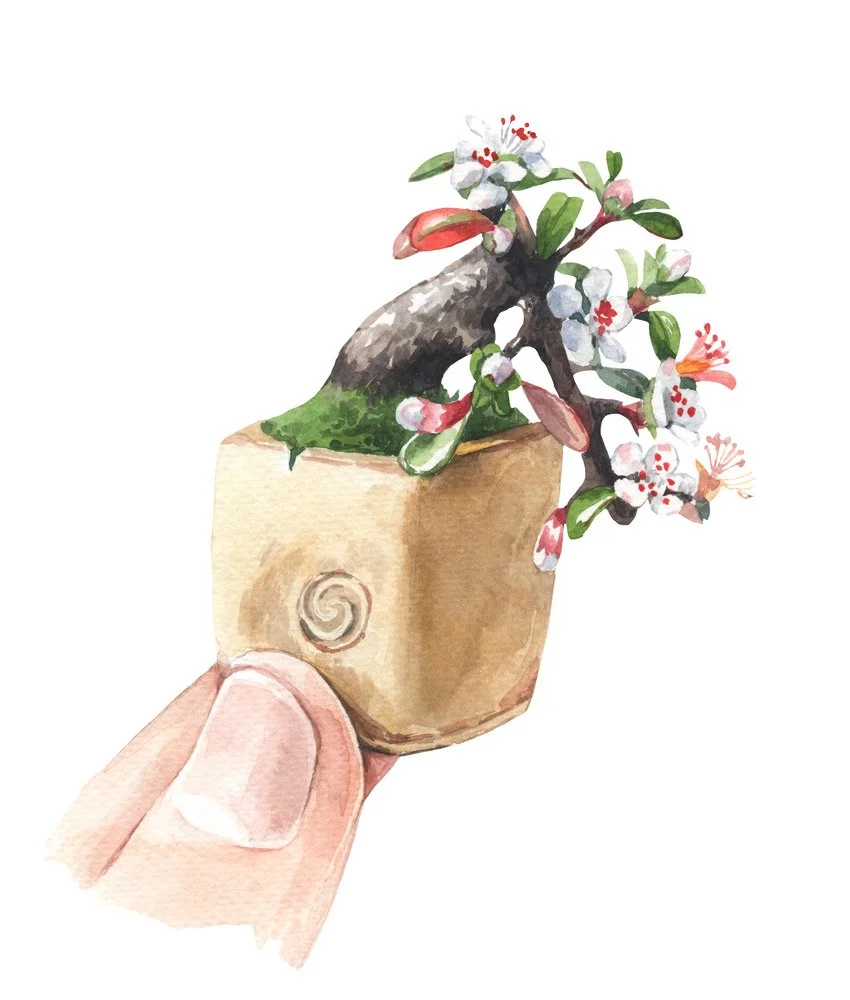 Bonsai illustrations