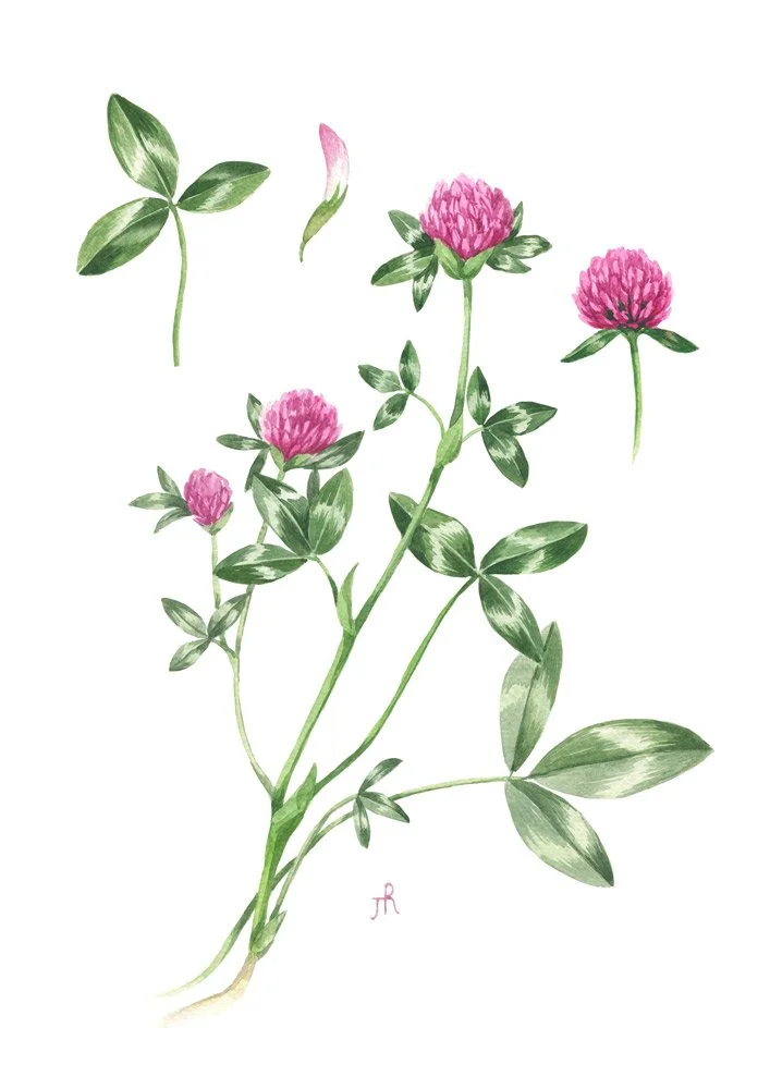 Red-clover.jpg