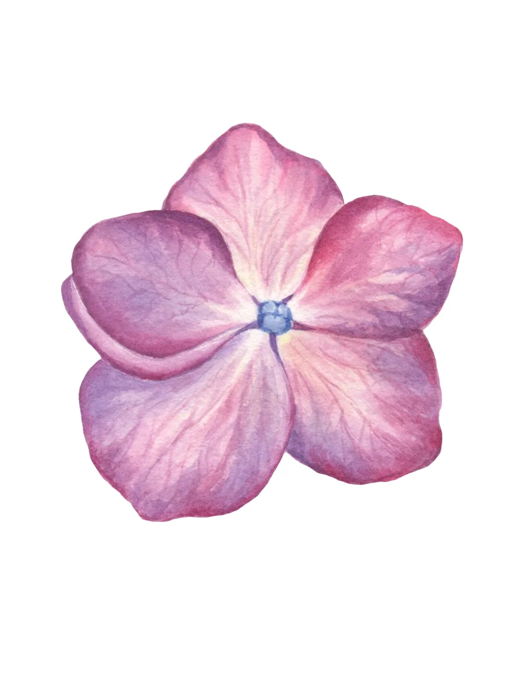 Hydrangea #3